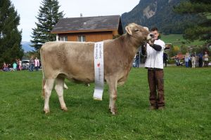 Rinderchampion Biver Kaya Ming Sepp